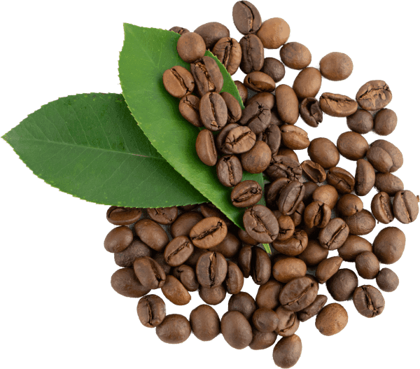 Premium Coffee Beans