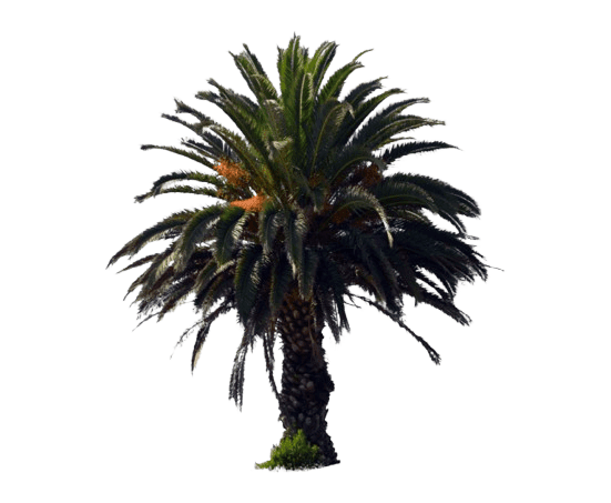 Palm Oil